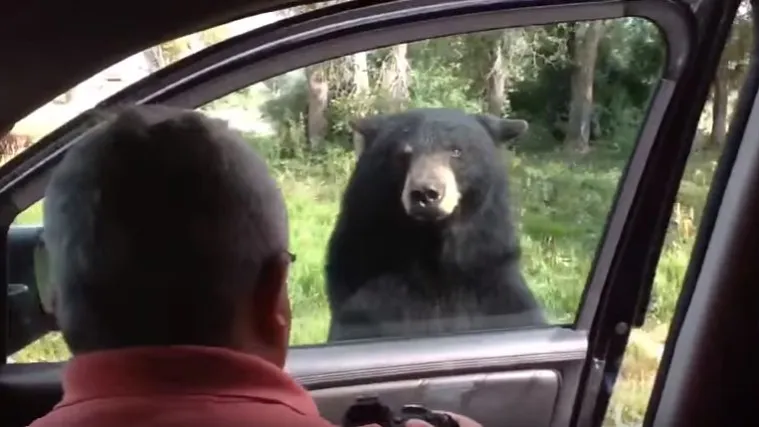 Puna usluga u Yellowstoneu: medvjed izletnicima otvorio automobil!