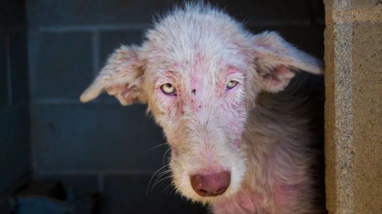 Izgladnjeli psi izbačeni iz kombija opet uče vjerovati ljudima