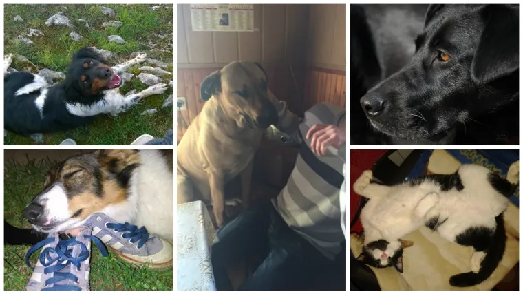 Uvijek je jako zabavno kad veliki psi ostanu razigrani &scaron;tenci u glavi