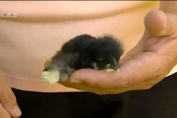 U Slavoniji se izleglo pile s četiri noge: 'Garo' postao mezimac cijele obitelji