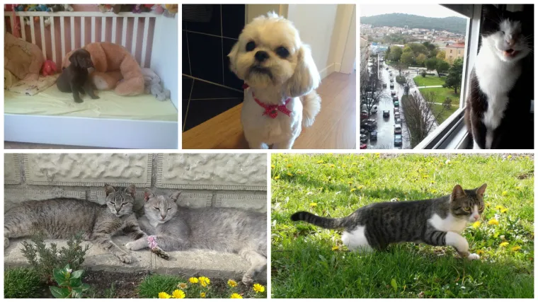 Neki love, neki leže, neki gledaju kroz prozor - ali svi uživaju