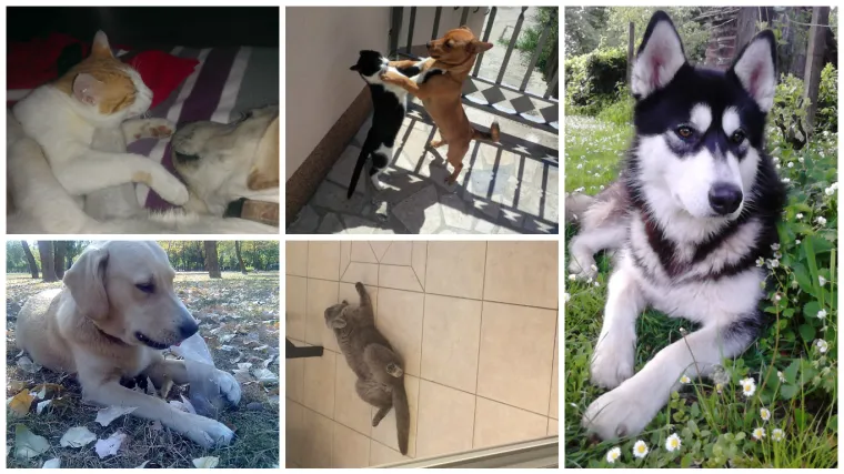Nakon igre, vrijeme je za odmor i ova ekipa to jako dobro zna