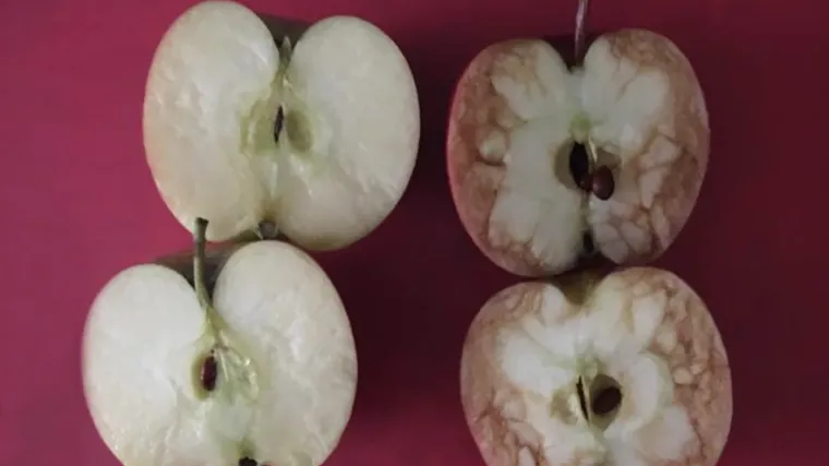 Jezik nema kosti, ali je dovoljno snažan da slomi srce: kako dvije jabuke mogu upozoriti djecu koliko je opasno zlostavljati vr&scaron;njake