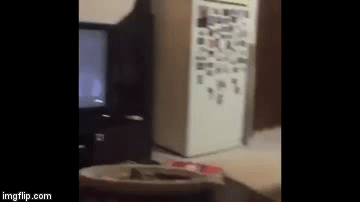 Pas gledao horor pa gorko požalio