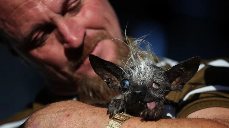 SweePee Rambo je progla&scaron;en za najružnijeg psa na svijetu