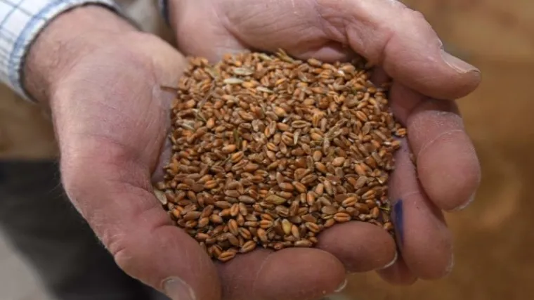 'Ovo je katastrofa, morat ćemo za bagatelu dati stotine tisuća tona p&scaron;enice!'