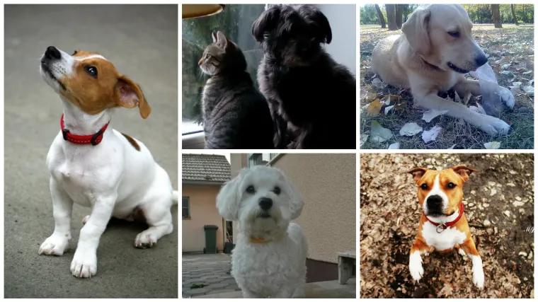 To &scaron;to radi ovaj Jack Russel ne mogu ni rotvajleri, ali stvarno...