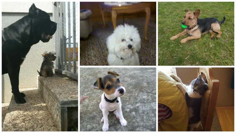 Kad vidite kako divovi &scaron;tite one male, srce će vam se rastopiti