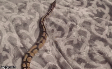 Nevjerojatno kako ih je lako onesposobiti