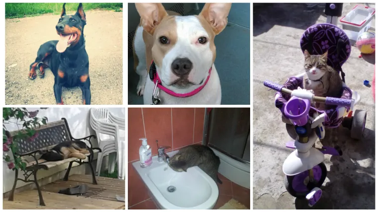 Ovo su najumiljatiji bajkeri na svijetu