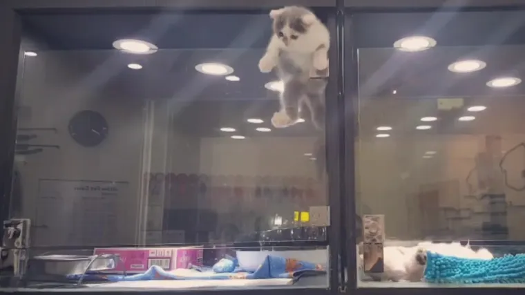 Maca je spremna napraviti ba&scaron; sve da dođe do svojeg prijatelja psića