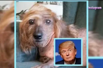 Vodimo vas na natjecanje za najružnijeg psa na svijetu: izaberite svog favorita