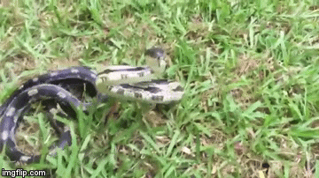 I&scaron;la snimati zmiju izbliza pa naučila koliko je to luda ideja