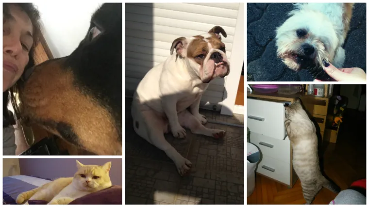 Od ovih slatkica ne možete ba&scaron; ni&scaron;ta sakriti