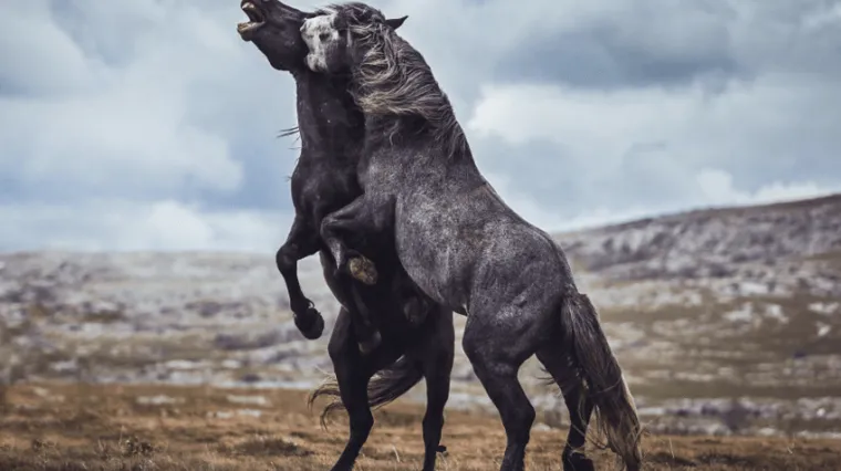 Snimajući veličanstvene konje, prona&scaron;la je slobodu