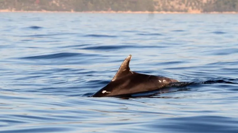 U Neum se vratio Bobi: upoznajte dobrog dupina koji obožava plivati s djecom!