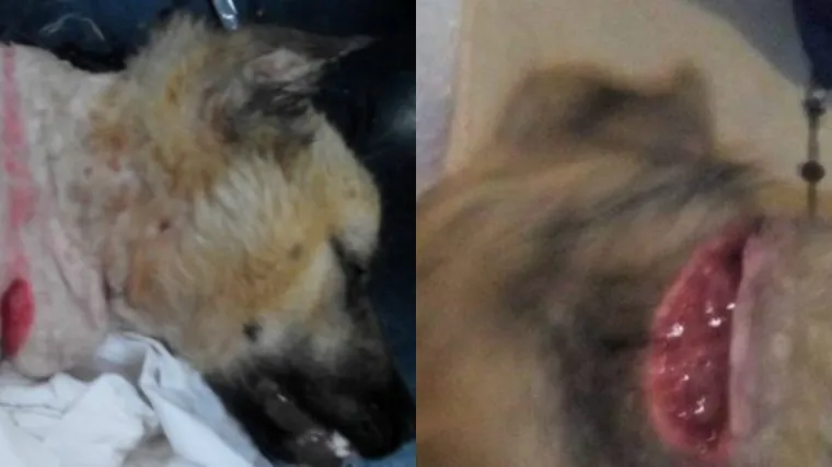 Novi uznemirujući slučaj zlostavljanja psa: &scaron;tene zavezali žicom koja mu je napravila duboke rane na vratu