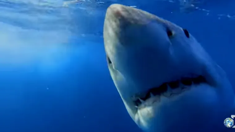 Bojite se morskog psa? Svaki dan provodite s puno opasnijim bićima