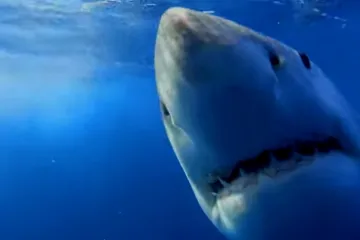 Bojite se morskog psa? Svaki dan provodite s puno opasnijim bićima