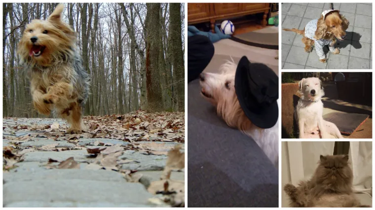 Kada vam dođe te&scaron;ko, pogledajte ove ljepote i u trenu će vam popraviti dan