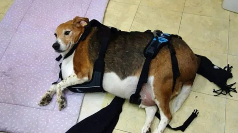 Psić je bio toliko debeo da nije mogao hodati, a pogledajte ga sada