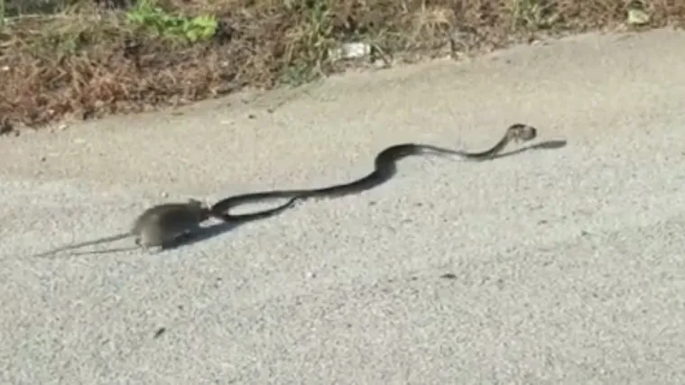 Spasila svoju bebu od gladne zmijurine