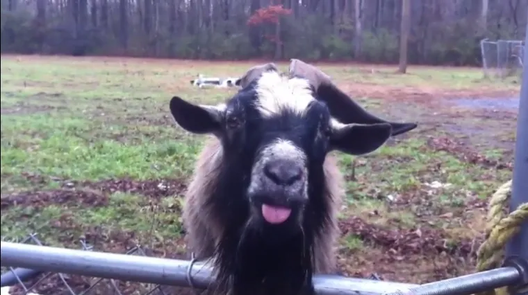 Postavila jarcu pitanje, a odgovor? Nećete se prestati smijati
