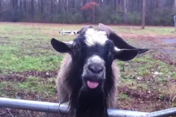 Postavila jarcu pitanje, a odgovor? Nećete se prestati smijati