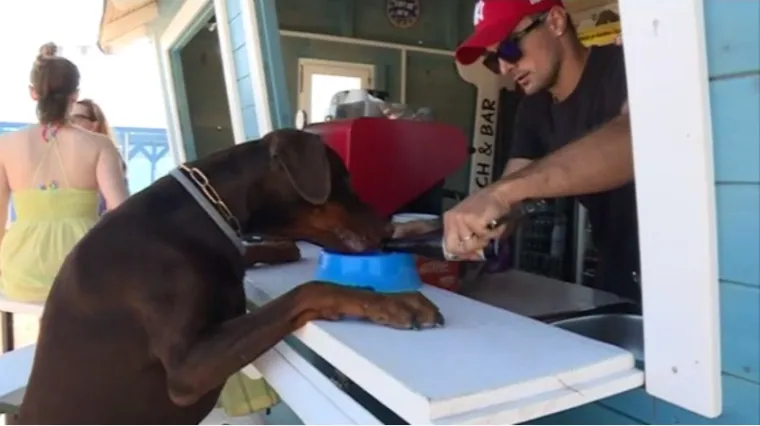 'Bolje je raditi sa psima nego ljudima'