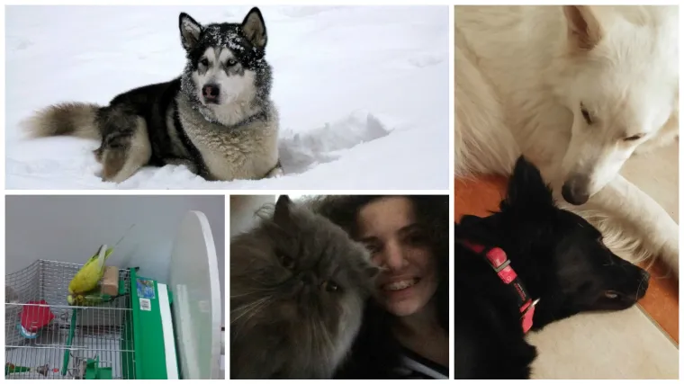 Vruće vam je? Evo malo osvježenja... i dva leteća ćevapa