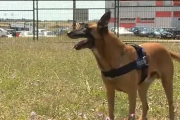 'Don' uskoro ide u mirovinu, nakon godina akcija oslijepio, vlasnik: 'Ne mogu ni pomisliti na to da će jednom uginuti'