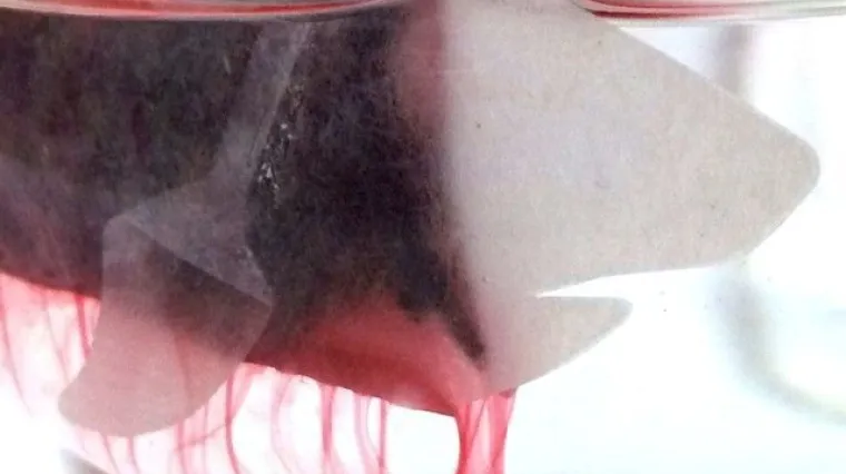 Čaj od morskog psa je novi hit iz Japana