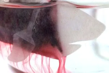 Čaj od morskog psa je novi hit iz Japana