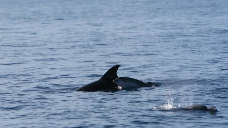 U Kornatskom arhipelagu snimljena obitelj dupina, posebno odu&scaron;evila beba dupin David