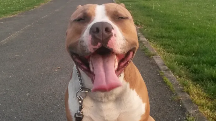 Ne znamo nikog tko je toliko uživao u &scaron;etnji