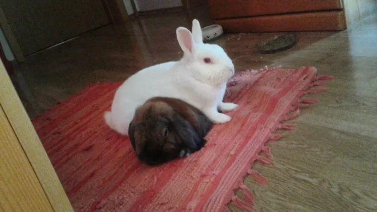 Sva sreća pa nije zima i ovi ljepotani ne traže potočić