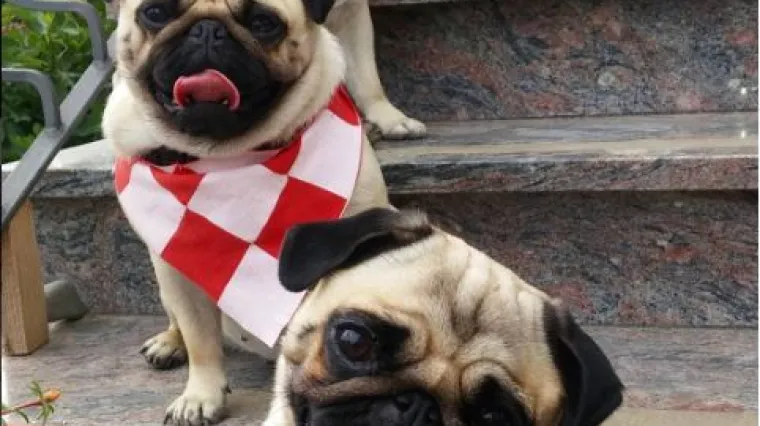 Kao pravi psi, ovi su ostali vjerni do kraja