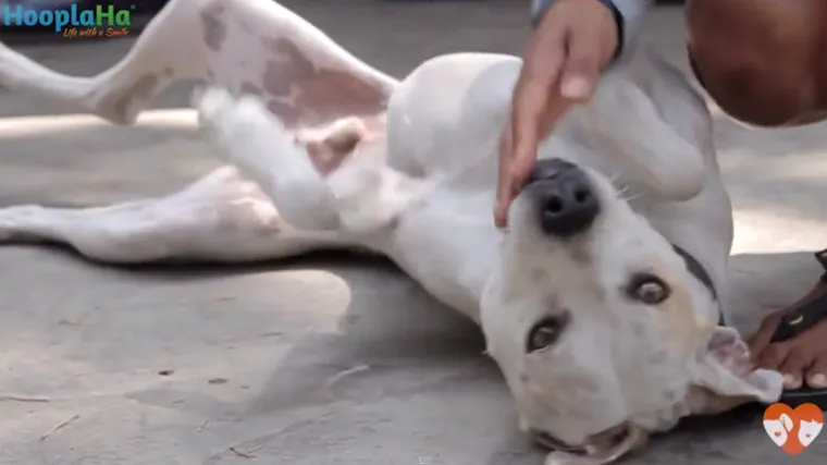 &nbsp;Beskućnica hodala cijelu noć kako bi spasila jadnog napu&scaron;tenog psa