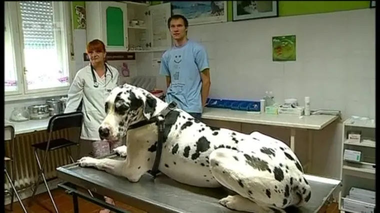 Pas Scooby dobrovoljni je darivatelj krvi i već je spasio 10 života