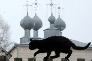 Crni mačak je uvjeren da će biti izvrstan zastupnik