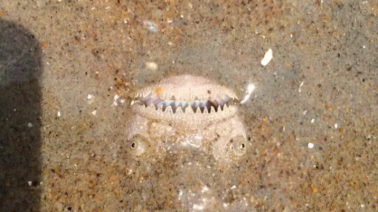 Zakoračio u more, a u pijesku ugledao jezivo lice kako ga promatra