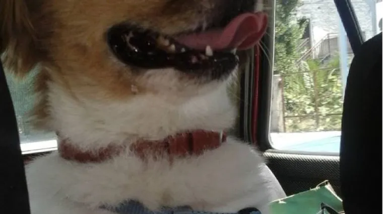 Da, i mi bismo imali taj radostan pogled da idemo na more...