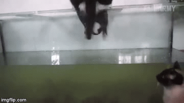 Nije niti čudo da im treba 9 života