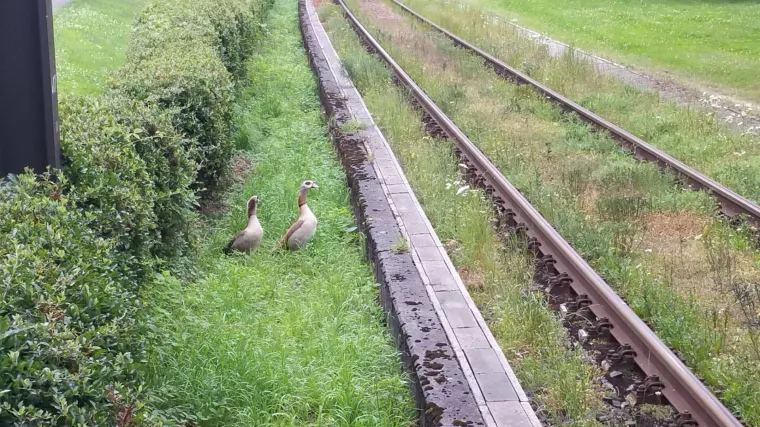 Blokirali autocestu i željeznički promet da bi na sigurno otpratili ovu obitelj