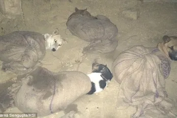 Neljudi mrtvim psima napunili jame