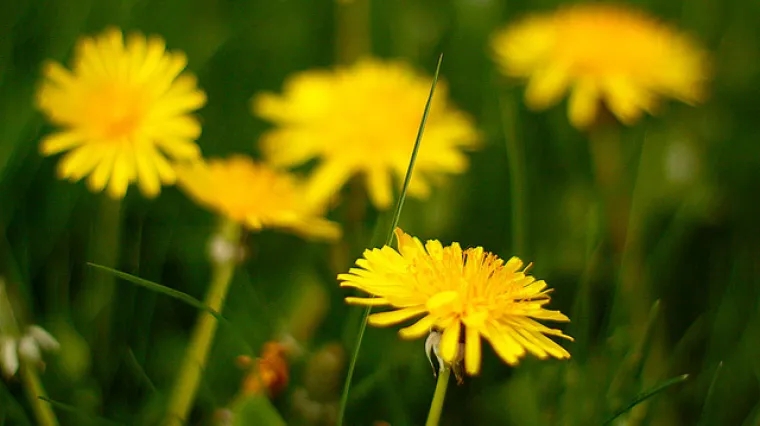 Pripravak od biljke koja je svuda oko nas mogao bi pomoći u liječenju raka!