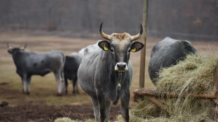 Bizarna nesreća pokraj Poreča: podivljali volovi ozlijedili četiri turista