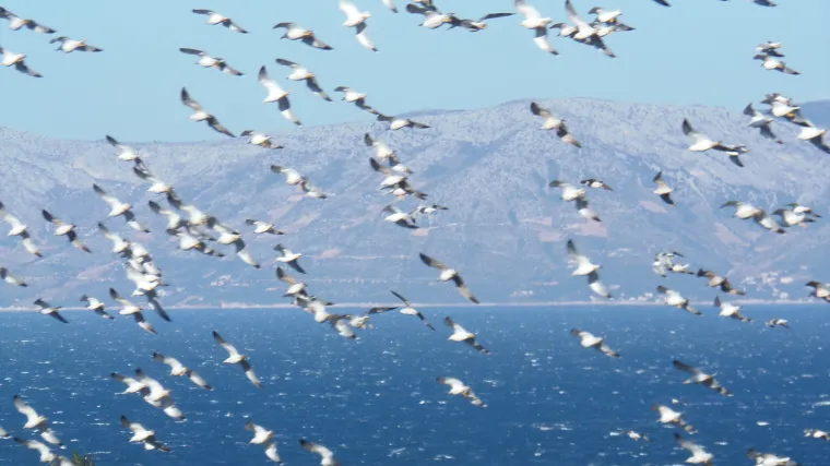 I Jonathan Livingston zavidi ovoj ekipi - a kako i ne bi