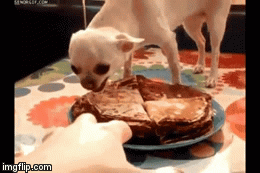 Životinje su ponekad stvarno prava osvetoljubiva davež