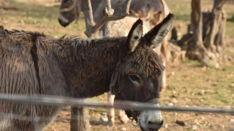 Nadaju se da će Mi&scaron;o osvajati jo&scaron; trofeja